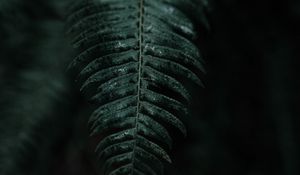 Preview wallpaper fern, branch, leaves, dark