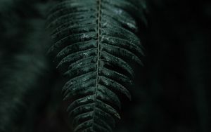 Preview wallpaper fern, branch, leaves, dark