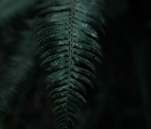 Preview wallpaper fern, branch, leaves, dark