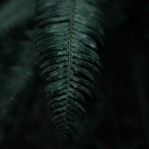 Preview wallpaper fern, branch, leaves, dark