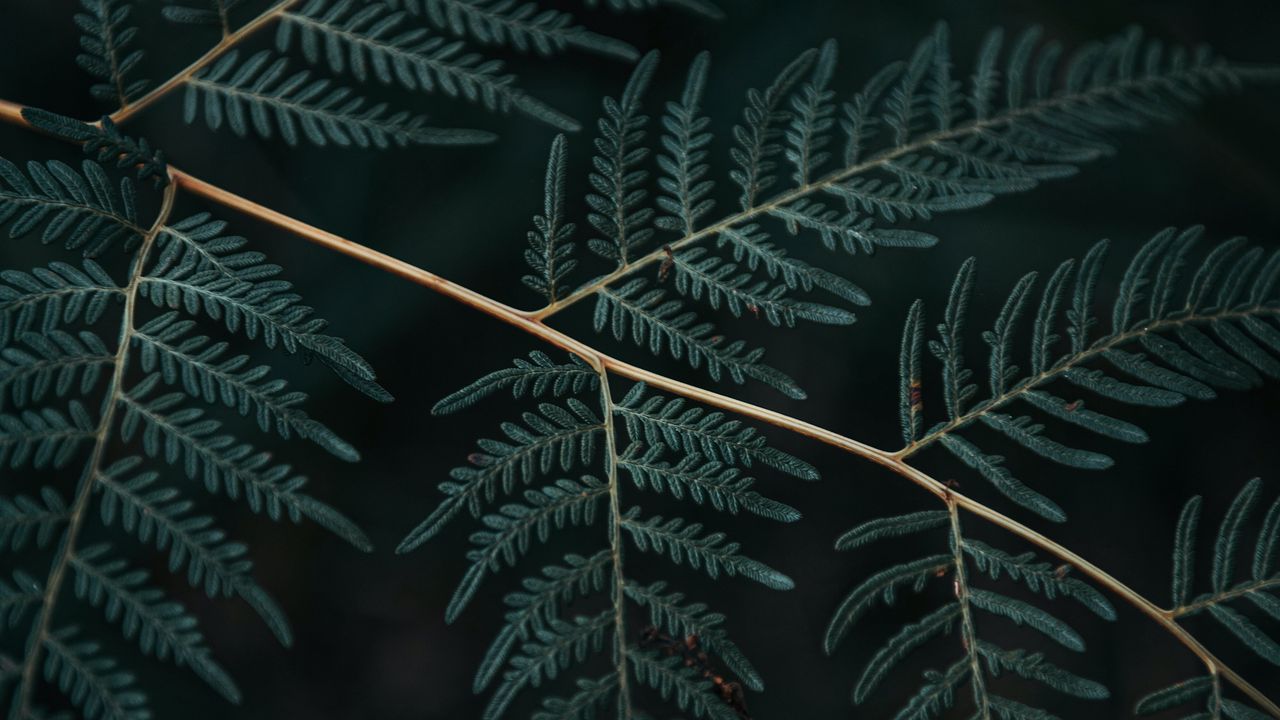 Wallpaper fern, branch, leaves, macro, dark