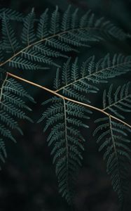 Preview wallpaper fern, branch, leaves, macro, dark