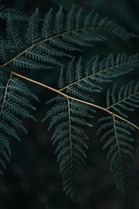 Preview wallpaper fern, branch, leaves, macro, dark