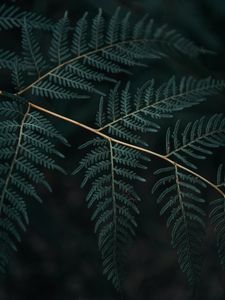 Preview wallpaper fern, branch, leaves, macro, dark