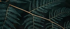 Preview wallpaper fern, branch, leaves, macro, dark