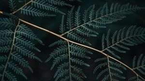 Preview wallpaper fern, branch, leaves, macro, dark