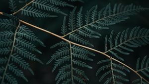 Preview wallpaper fern, branch, leaves, macro, dark