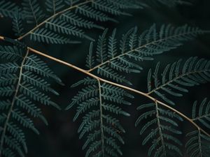 Preview wallpaper fern, branch, leaves, macro, dark