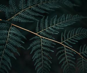 Preview wallpaper fern, branch, leaves, macro, dark