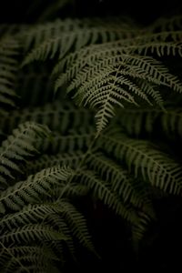 Preview wallpaper fern, branch, leaves, macro, dark, plant