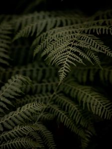 Preview wallpaper fern, branch, leaves, macro, dark, plant