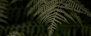 Preview wallpaper fern, branch, leaves, macro, dark, plant