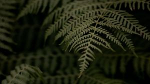 Preview wallpaper fern, branch, leaves, macro, dark, plant