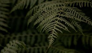 Preview wallpaper fern, branch, leaves, macro, dark, plant