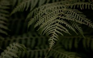 Preview wallpaper fern, branch, leaves, macro, dark, plant