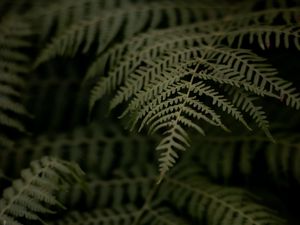 Preview wallpaper fern, branch, leaves, macro, dark, plant