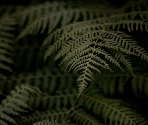 Preview wallpaper fern, branch, leaves, macro, dark, plant