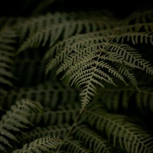 Preview wallpaper fern, branch, leaves, macro, dark, plant