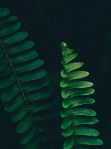 Preview wallpaper fern, branch, leaves, macro, plant
