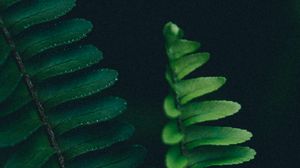 Preview wallpaper fern, branch, leaves, macro, plant
