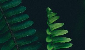 Preview wallpaper fern, branch, leaves, macro, plant