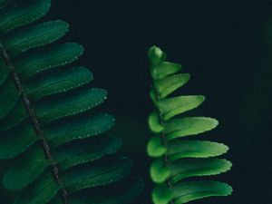Preview wallpaper fern, branch, leaves, macro, plant