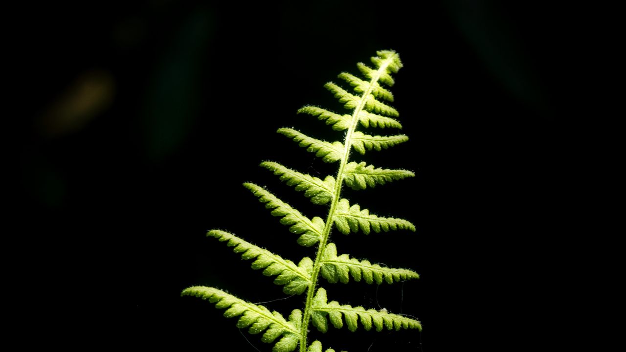 Wallpaper fern, branch, leaves, macro