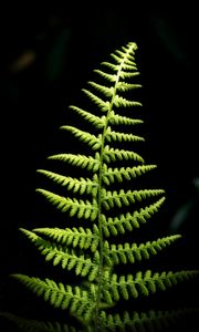 Preview wallpaper fern, branch, leaves, macro