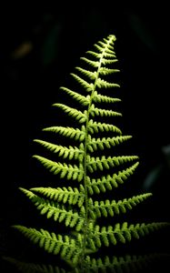 Preview wallpaper fern, branch, leaves, macro