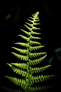 Preview wallpaper fern, branch, leaves, macro