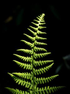 Preview wallpaper fern, branch, leaves, macro