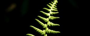 Preview wallpaper fern, branch, leaves, macro