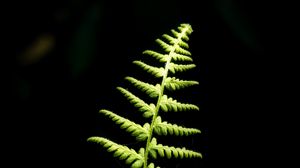 Preview wallpaper fern, branch, leaves, macro