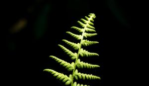 Preview wallpaper fern, branch, leaves, macro