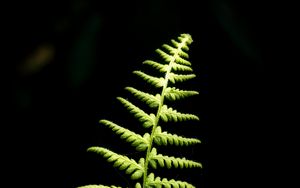 Preview wallpaper fern, branch, leaves, macro