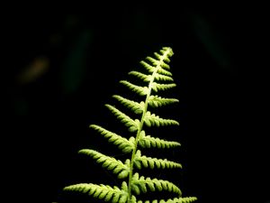 Preview wallpaper fern, branch, leaves, macro