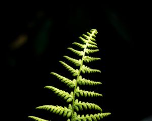 Preview wallpaper fern, branch, leaves, macro