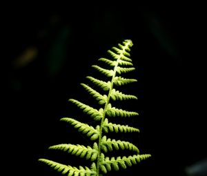 Preview wallpaper fern, branch, leaves, macro