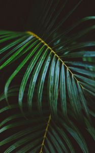 Preview wallpaper fern, branch, leaves, green, macro