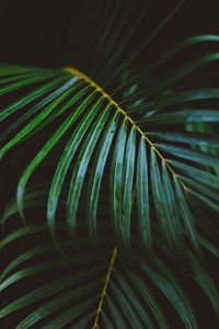 Preview wallpaper fern, branch, leaves, green, macro
