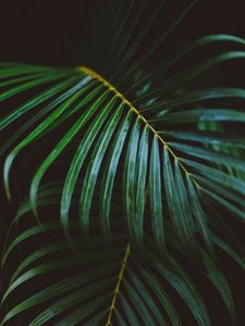 Preview wallpaper fern, branch, leaves, green, macro