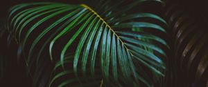 Preview wallpaper fern, branch, leaves, green, macro