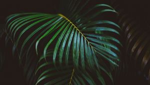 Preview wallpaper fern, branch, leaves, green, macro