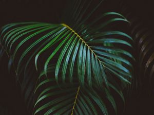 Preview wallpaper fern, branch, leaves, green, macro