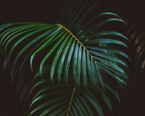 Preview wallpaper fern, branch, leaves, green, macro