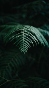 Preview wallpaper fern, branch, macro, plant