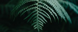 Preview wallpaper fern, branch, macro, plant