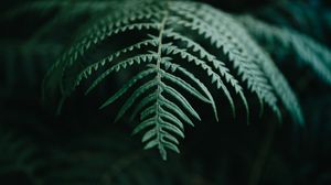 Preview wallpaper fern, branch, macro, plant