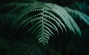 Preview wallpaper fern, branch, macro, plant