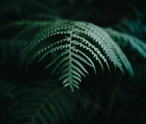 Preview wallpaper fern, branch, macro, plant